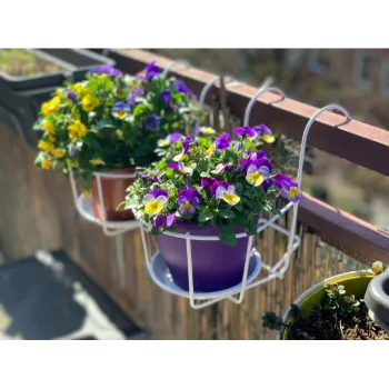 Pansy Plants pansy plants-5071841-63276.webp